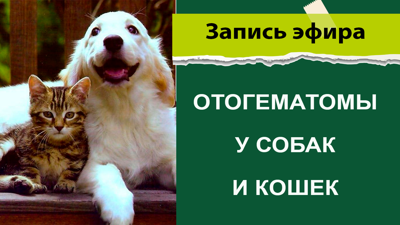 Отогематома у домашних питомцев