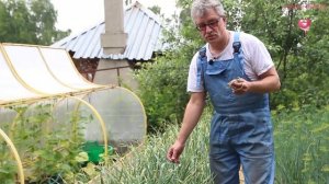 Выращивание чеснока. Всё о чесночных стрелках.