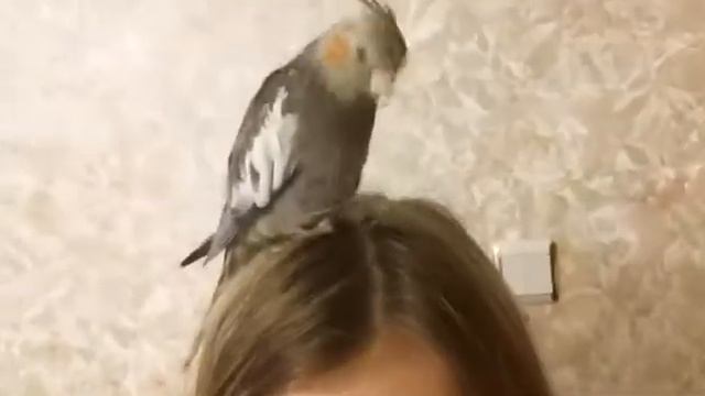 #harizma_ptichka
Корелла 7 месяцев. Самец или самка? смотреть онлайн