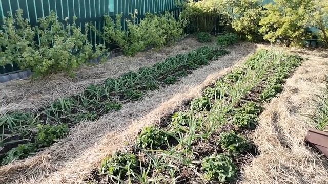 Работа на участке. Сбор редиса, шпината, огурцов. Обработка баклажанов от болезней. Посев зелени смотреть онлайн