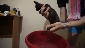 Моем маленькую Соню. Котенок купается / SANI day