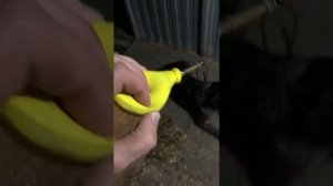 Манок на перепела своими руками