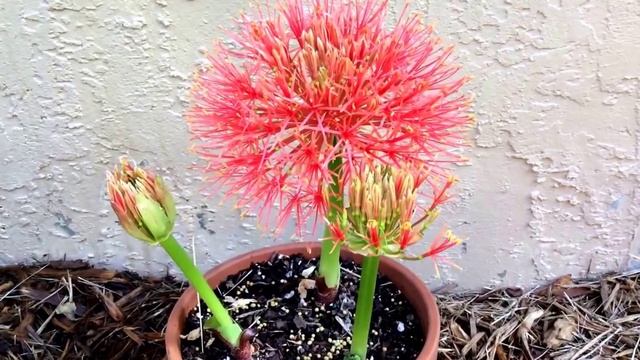 Haemanthus multiflorus (Scadoxus multiflorus) Blood lily, pincushion flower смотреть онлайн