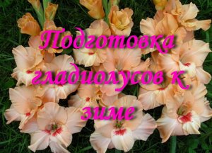 Подготовка гладиолусов к зиме