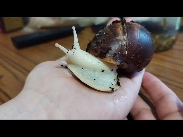 у меня есть улитки эту улитку зовут лаки(1) смотреть онлайн