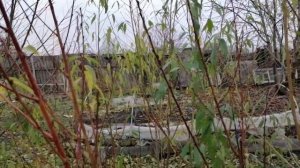 Осенняя обработка косточковых. Персика.