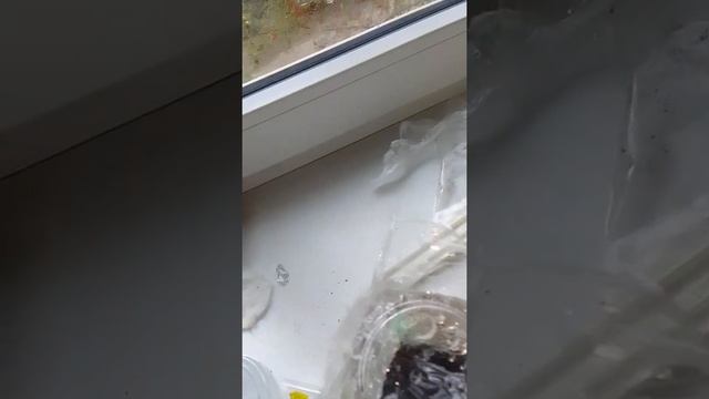 завёл бронзовку(жук), сороконожку,личинку жука и изапод