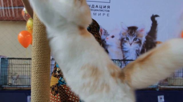 Хайленд фолд. Международная выставка кошек "Осенний Блюз"