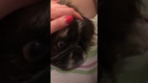 Инсульт у собаки оказался отитом