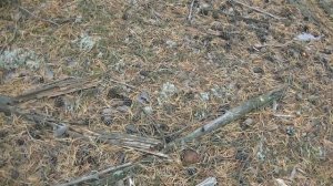 Красавцы Боровики в сосновом бору.