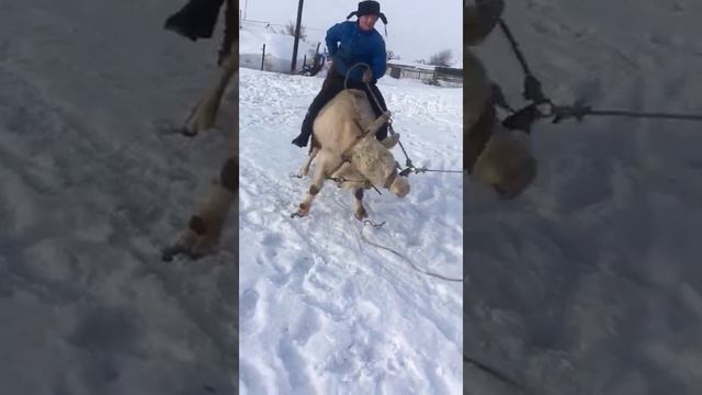 полтора годовалый бычок. смотреть онлайн