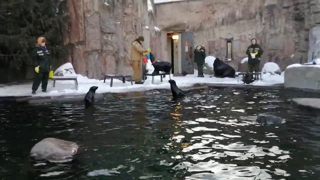 Друзья, с Рождеством! Привет от животных московского зоопарка. Морские котики. смотреть онлайн