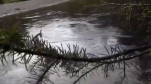 Охота на Олин группы браканери охотали много свиньями