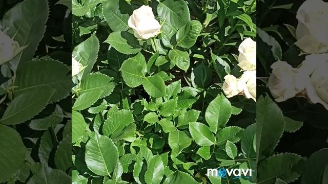 Розы питомника семьи Звягинцевых(Крокус Роуз, Глория Дей, Принцесс Шарлен де Монако, Крокус Роуз ан смотреть онлайн