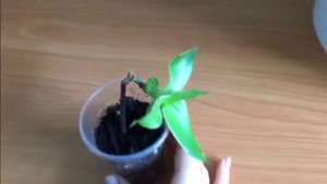 Золотой ус  Размножение черенком