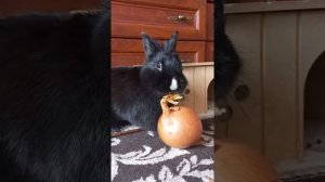 кролик ест лук