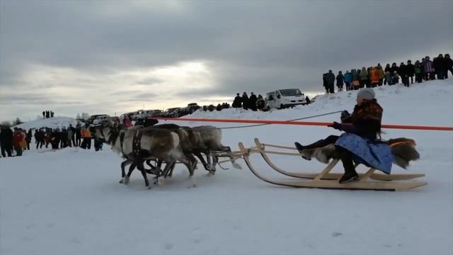 Фото день оленевода саранпауль