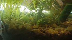 Что случилось с Акарами? И куда девать мальков ?!😁 Пробую поднять ТетраМином