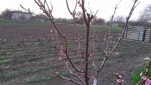 обрезка молодых деревьев персик