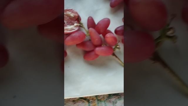 Фреш мускат(555), Вивальди, Медея. Ягода в разрезе 9 августа 2024. Виноградник Щереденкова В. А.mp4