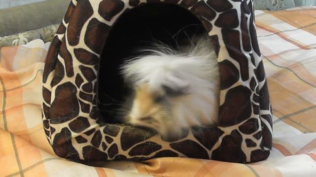 Рассказ свинок о себеВесёлые морские свинкисмешные свинки