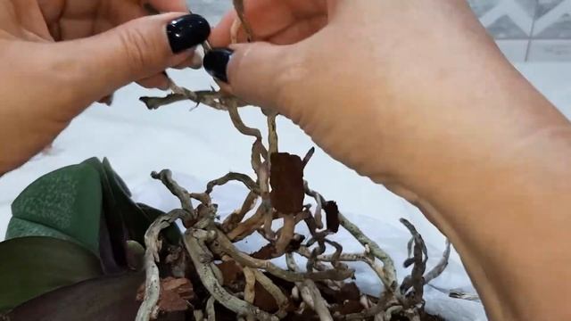 Попытаемся спасти орхидею Парфюмерная фабрика.
