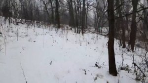 #144 и такое бывает. охота на куницу с лайкой