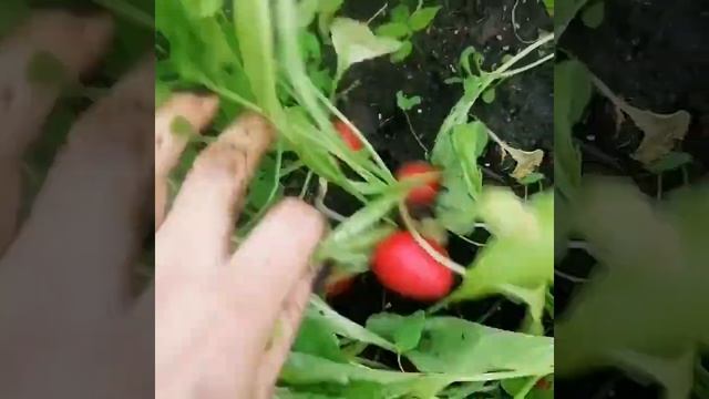 1 мая редис Сора в теплице ? смотреть онлайн