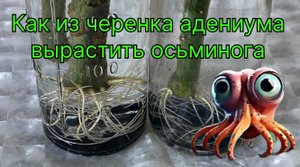 Адениумы. Как из черенка вырастить осьминога? Очень просто! 13 декабря 2023 г.