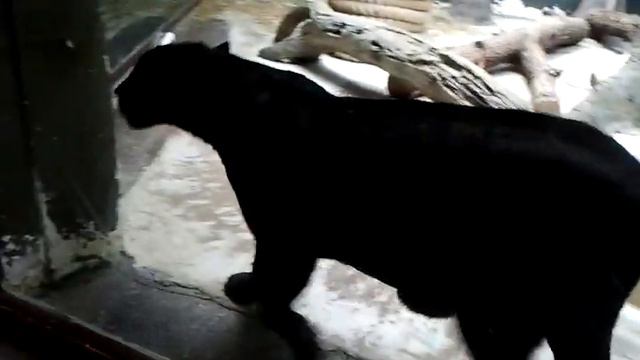 Багира с брюшком.