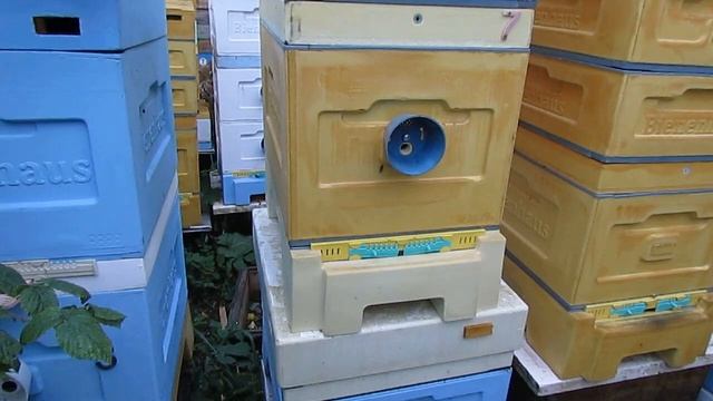 пластины фумисан после применении пижмы от клеща Варроа и 182 осыпавшихся клеща за сутки смотреть онлайн