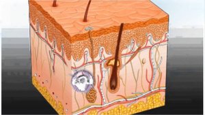 как отрастить волосы быстро