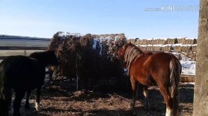 Личинки глистов в кале лошадей после приема лекарств.