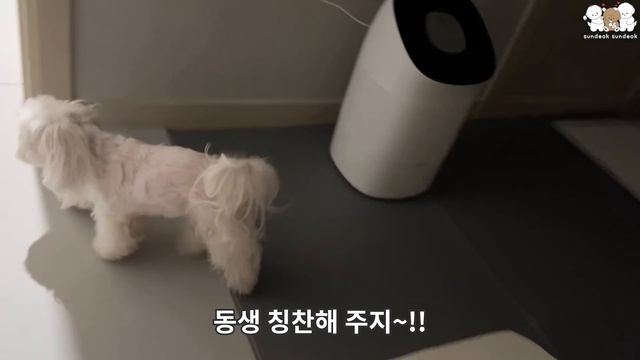 뽀뽀 좋아하는 귀여운 강아지 (자기 전 루틴)