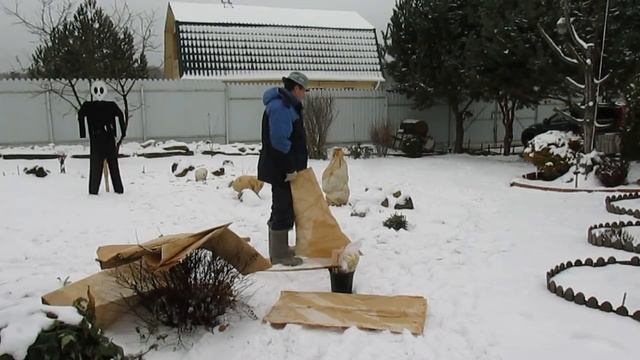 Зима Декабрь Дача Закрываем хвойные Зачем? Как? Чем? смотреть онлайн