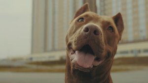 Герда угощает. Реклама собачьего лакомства