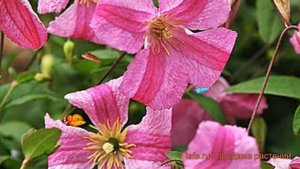 Клематис ботанический Краковяк (clematis) ? Краковяк обзор: как сажать, рассада клематиса Краковяк