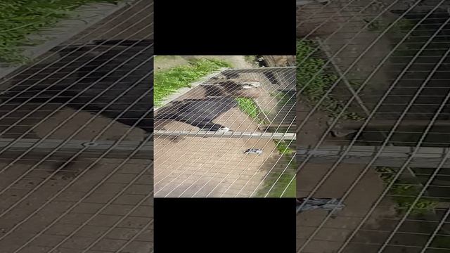 Я И ОВЦААААА!!!!!!