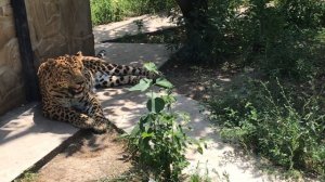 Удивительная красота леопарда! Тайган Amazing beauty of the leopard! Taigan