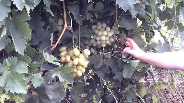 Айсар