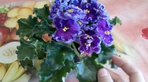 ЧЕРНЕЮТ И СОХНУТ  ЛИСТЬЯ У ФИАЛОК  ! ? ИЩЕМ  ПРИЧИНЫ !