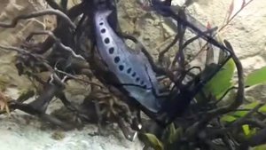 Пересадка индийского ножа