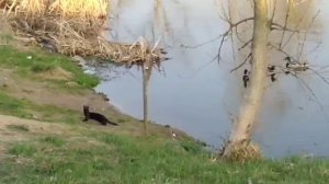 Норка в пруду в ближайшем Подмосковье
