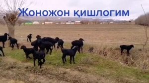 Узбекистан кишлак