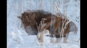 Якутские лошади