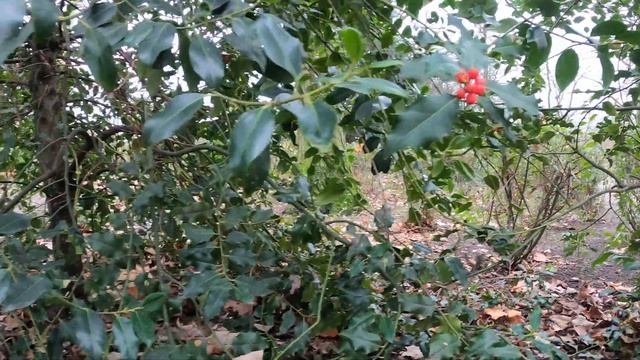 walking tour in Brussels Park | Brussels Belgium Europe | 4K смотреть онлайн