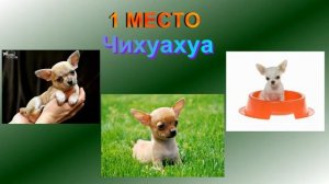 окружающий мир 1 класс проект собаки