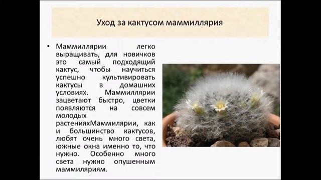 Маммиллярия   самый маленький кактус