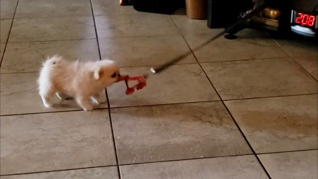 Chantilly Lace the white latte Pekingese Puppy dog смотреть онлайн