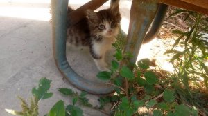 БОЛЬШИЕ КОТЯТА | Трех месячные котята играются, кушают, спят | Как живут трехмесячные котята